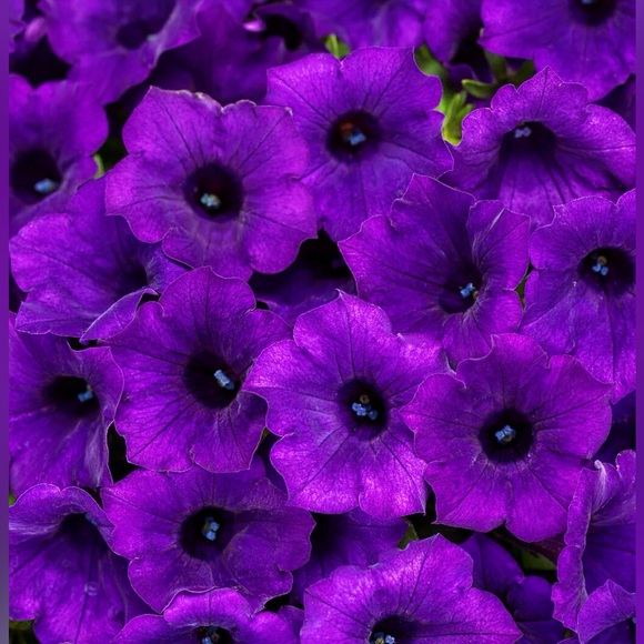 🦋SHOPTIME!🦋 - Picture 3 of 14